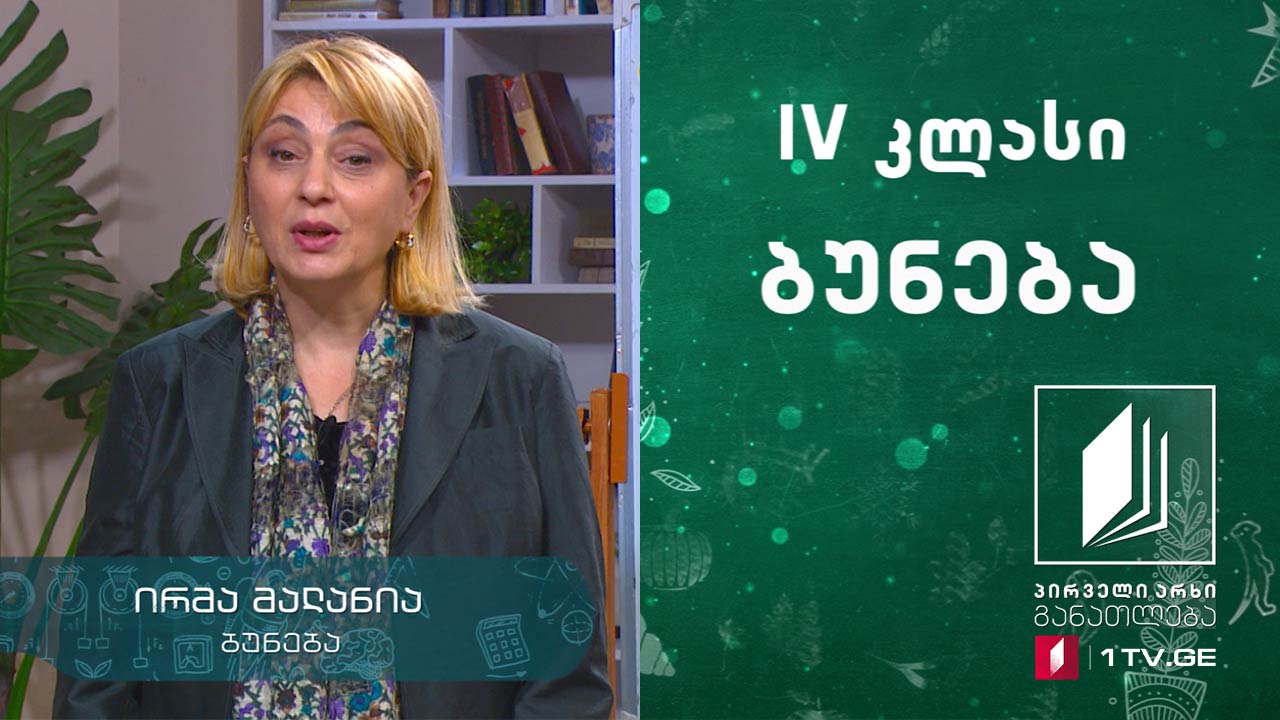 ბუნება, IV კლასი - ყვავილოვანი მცენარეების სასიცოცხლო ციკლი, 26 მაისი, 2020 #ტელესკოლა