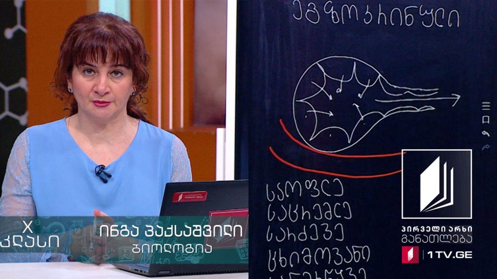 ბიოლოგია, X კლასი – ცენტრალური ენდოკრინული სისტემა – ჰიპოთალამუსი, ჰიპოფიზი, ეპიფიზი, 26 მაისი, 2020 #ტელესკოლა