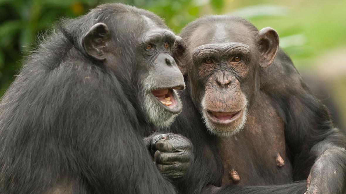 შიმპანზეები ტუჩებს ადამიანის მეტყველების მსგავსი რიტმებით ამოძრავებენ — ახალი კვლევა