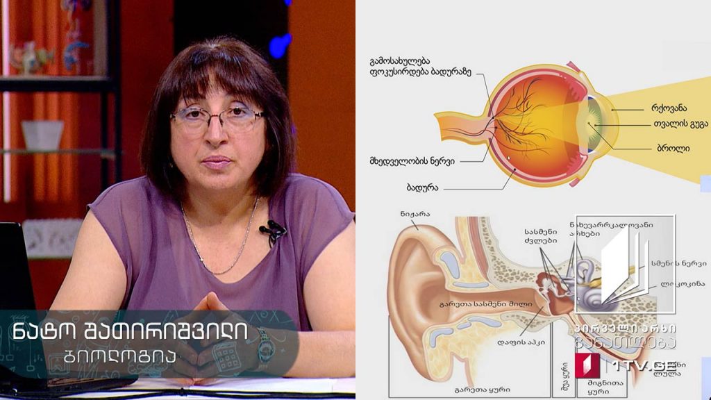 ბიოლოგია, VIII კლასი – გრძნობათა ორგანოები, 4 ივნისი, 2020 #ტელესკოლა