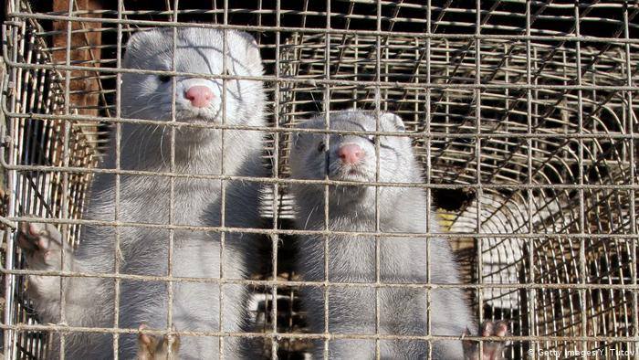 ნიდერლანდებში, ცხოველთა ფერმებში კორონავირუსის გავრცელების გამო ათასობით წაულას მოკლავენ