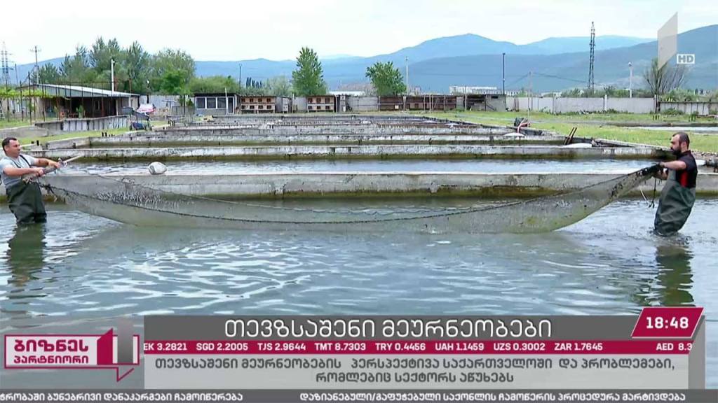 თევზსაშენი მეურნეობების პერსპექტივა საქართველოში