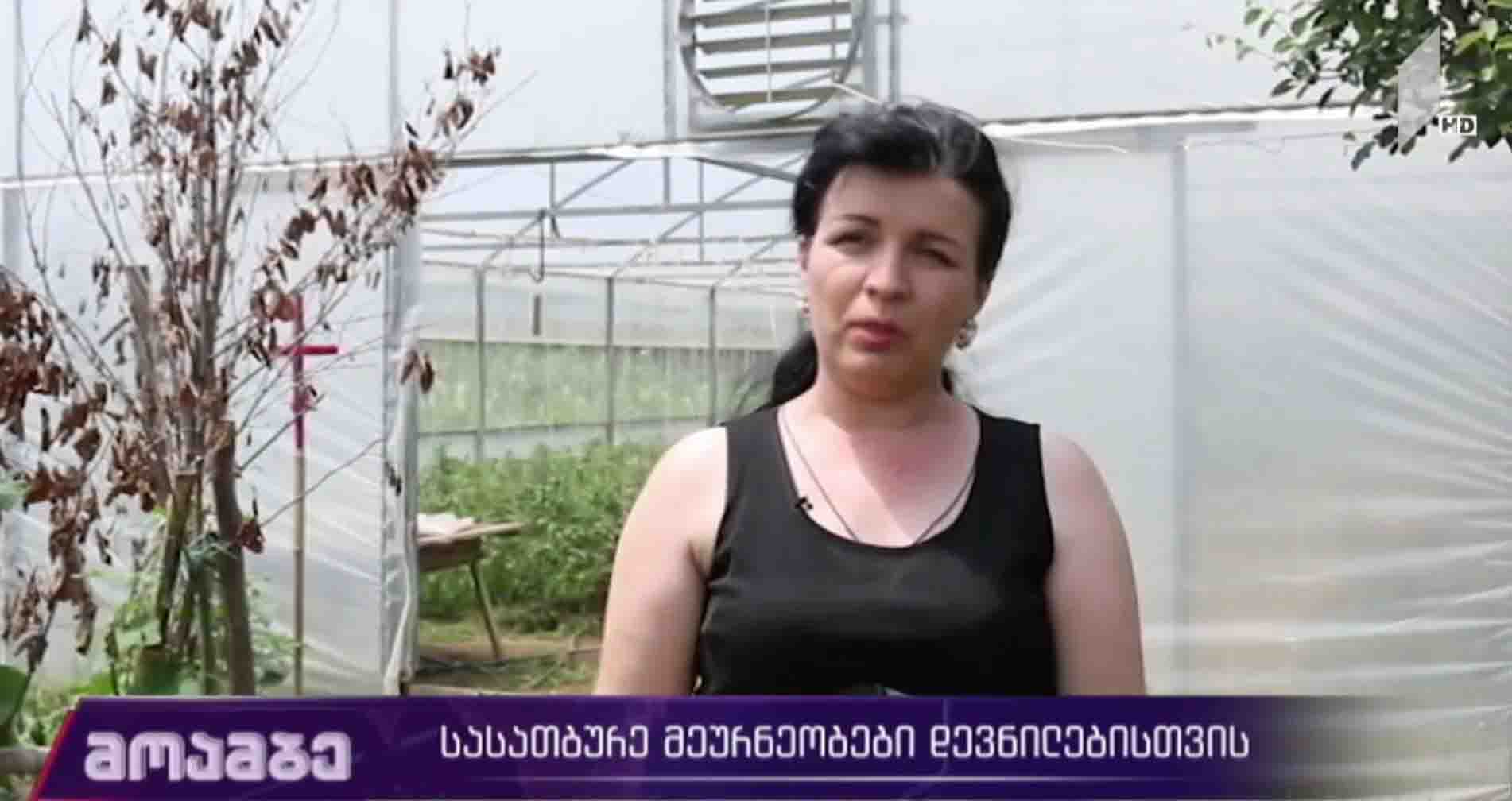 სასათბურე მეურნეობები დევნილებისთვის