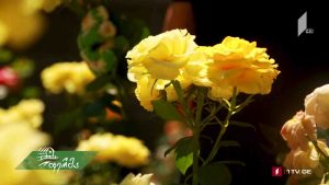 ფერმა 2020 07 05.mp4_001234400