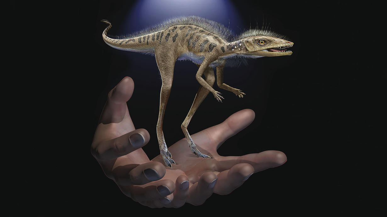 მადაგასკარზე დინოზავრების ციცქნა წინაპარი აღმოაჩინეს — #1TVმეცნიერება
