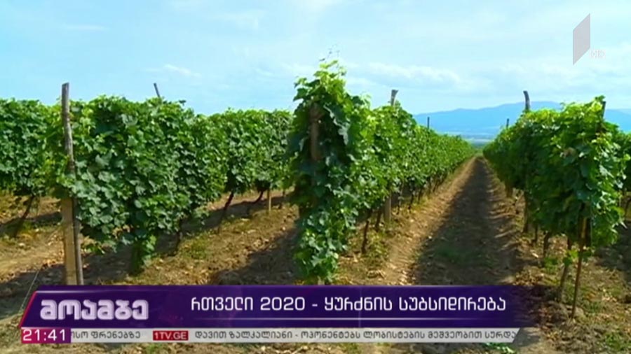 რთველს კვლავ სახელმწიფო დაასუბსიდირებს, მევენახეები და ღვინის კომპანიები დახმარებას მიიღებენ - ღვინის სექტორში არსებული გამოწვევები და მევენახეთა მოთხოვნა კერძო კომპანიების მიმართ
