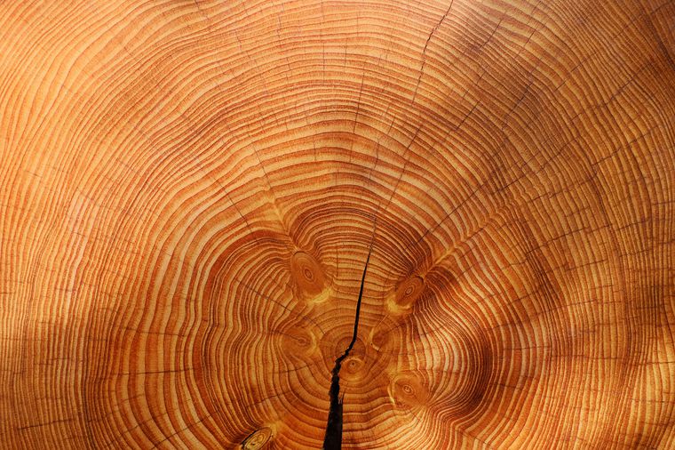 ასეულობით წლიანი ხის რგოლები მე-20 საუკუნეში დაწყებულ ავბედითი ანომალიაზე მიუთითებს — #1TVმეცნიერება