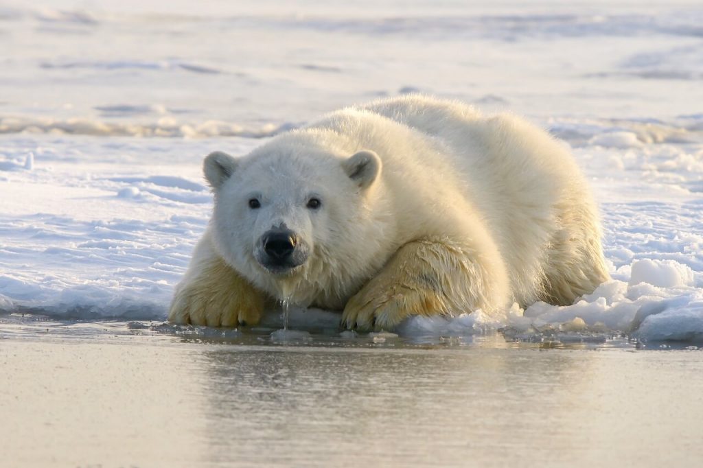 კლიმატის ცვლილების გამო, პოლარულ დათვებს 2100 წლისთვის გადაშენება ემუქრებათ — ახალი კვლევა #1TVმეცნიერება
