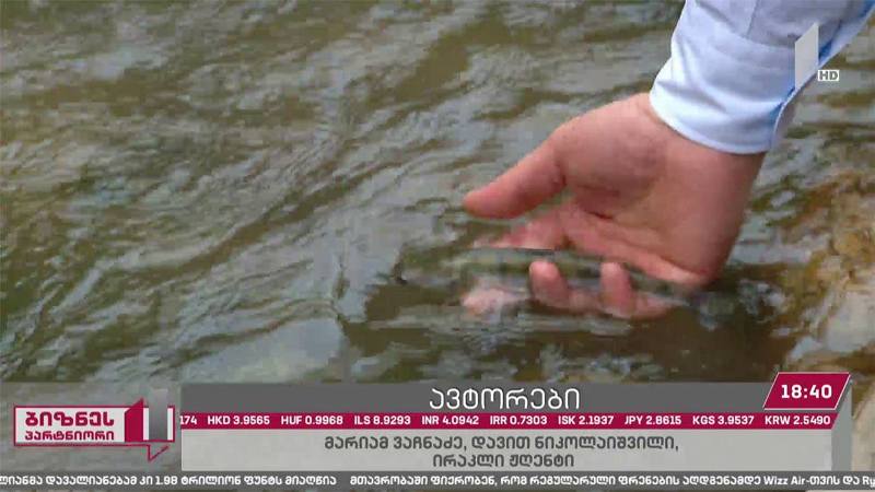 კომპანია „არემჯიმ“ ქართულ წყლებში წლების წინ გადაშენებული თევზის სახეობა „ფარგა“ დააბრუნა