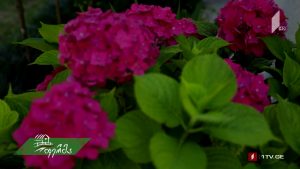 artishoki5555.mp4_000064840