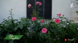 artishoki5555.mp4_000083080