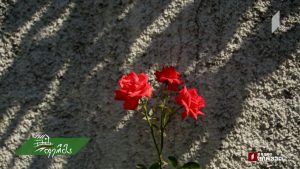 artishoki5555.mp4_000097640