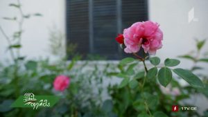 artishoki5555.mp4_000193560