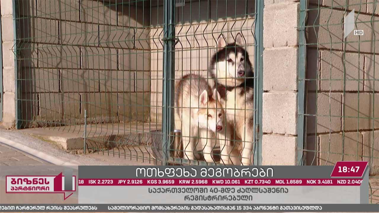 ძაღლსაშენების ბიზნესი საქართველოში