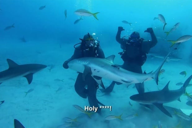 მაიკ ტაისონმა ზვიგენებთან იჩხუბა