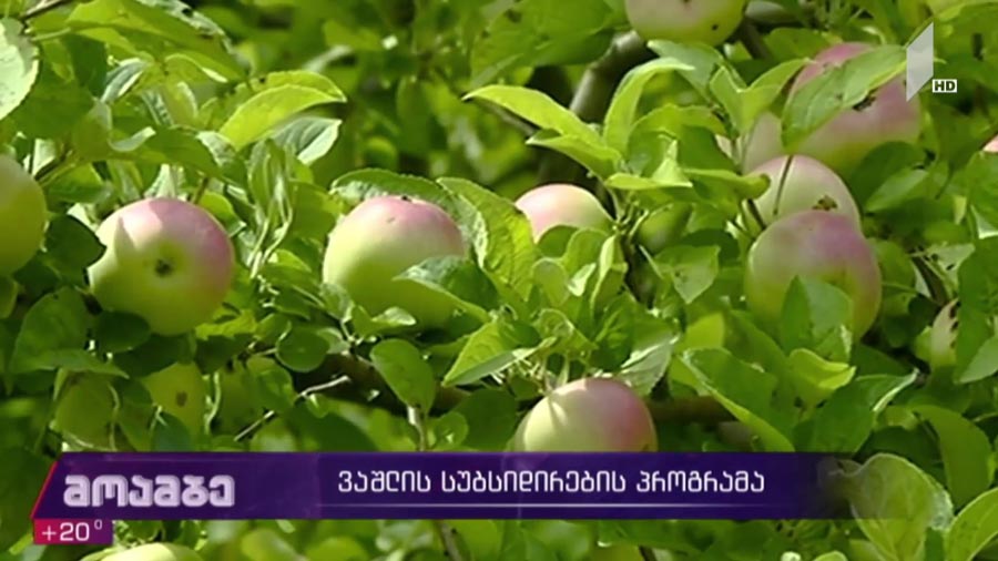 ვაშლის სუბსიდირების პროგრამა
