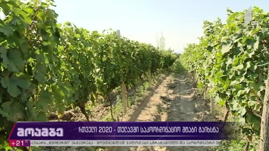 რთველი 2020 - თელავში საკოორდინაციო შტაბი გაიხსნა