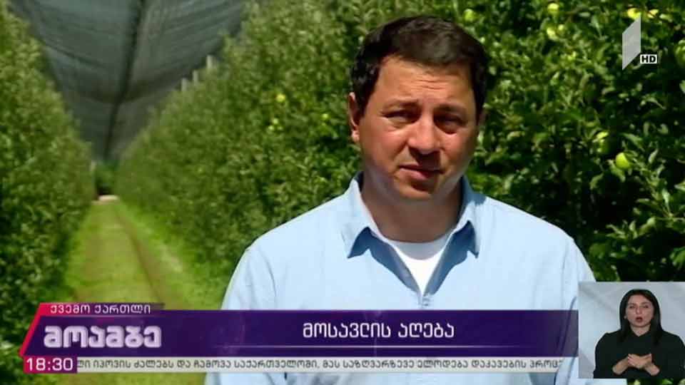 მოსავლის აღება ბოლნისში