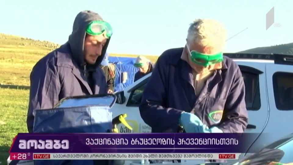 ვაქცინაცია ბრუცელოზის პრევენციისთვის