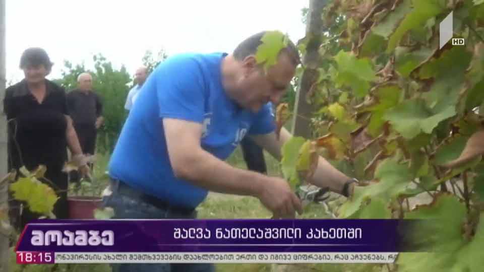 შალვა ნათელაშვილი კახეთში