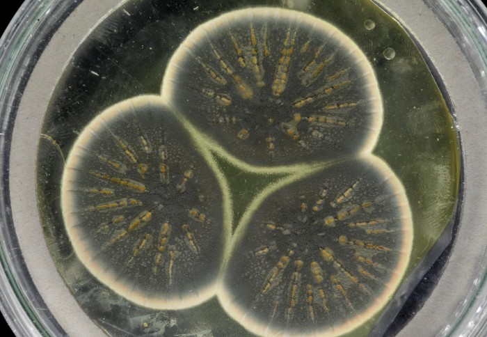 ბიოლოგებმა შეძლეს იმ ისტორიული ობის სოკოს გენომის სეკვენირება, რომელმაც მსოფლიოს პენიცილინი უბოძა — #1tvმეცნიერება