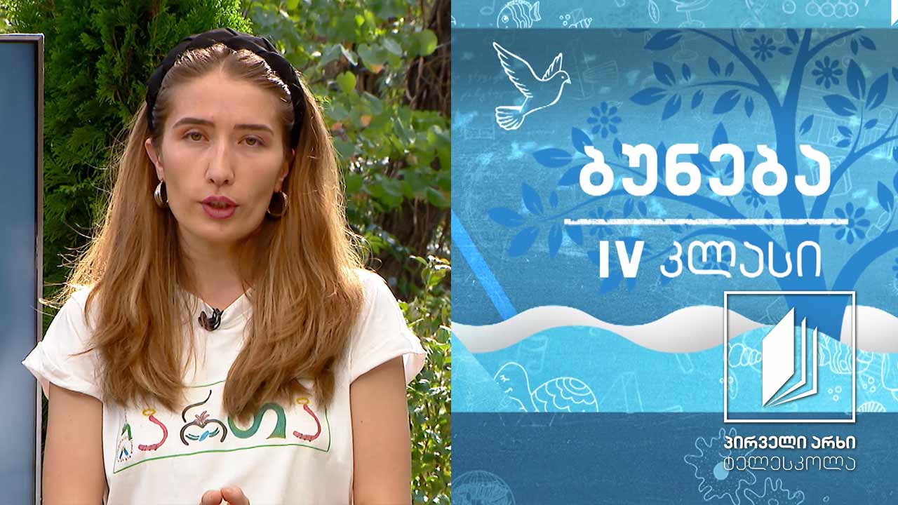 ბუნება, IV კლასი - ბაქტერიები #ტელესკოლა