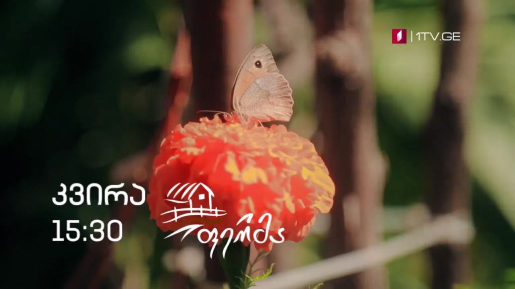 „ფერმა“ – 18 ოქტომბერი, 15:30