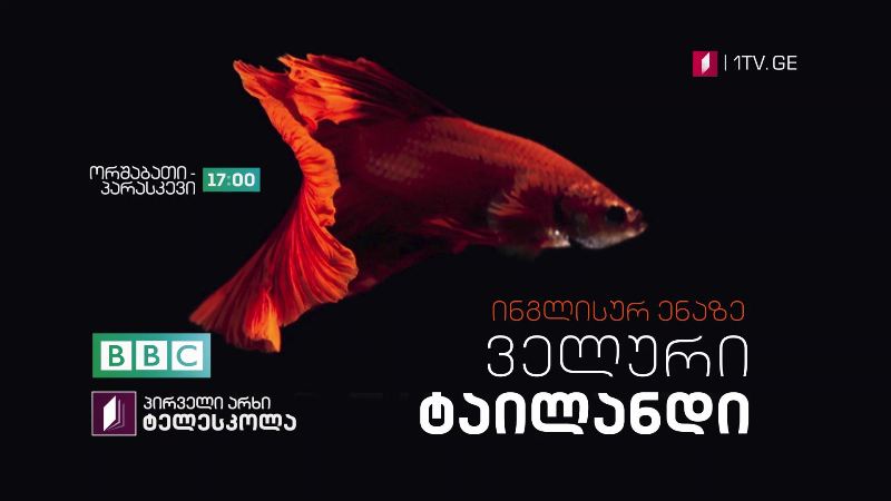 პირველი არხი l ტელესკოლა – დოკუმენტური ფილმი „ველური ტაილანდი“ ინგლისურ ენაზე – ორშაბათი | პარასკევი, 17:00