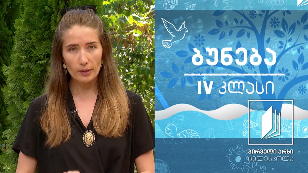 ბუნება, IV კლასი – სოკოები #ტელესკოლა