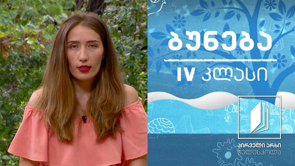 ბუნება, IV კლასი – მცენარეები; წიწვოვანი მცენარეები; ყვავილოვანი მცენარეები #ტელესკოლა