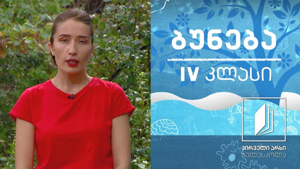 ბუნება, IV კლასი – უხერხემლო ცხოველები #ტელესკოლა