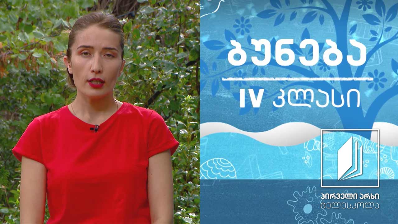 ბუნება, IV კლასი - უხერხემლო ცხოველები #ტელესკოლა