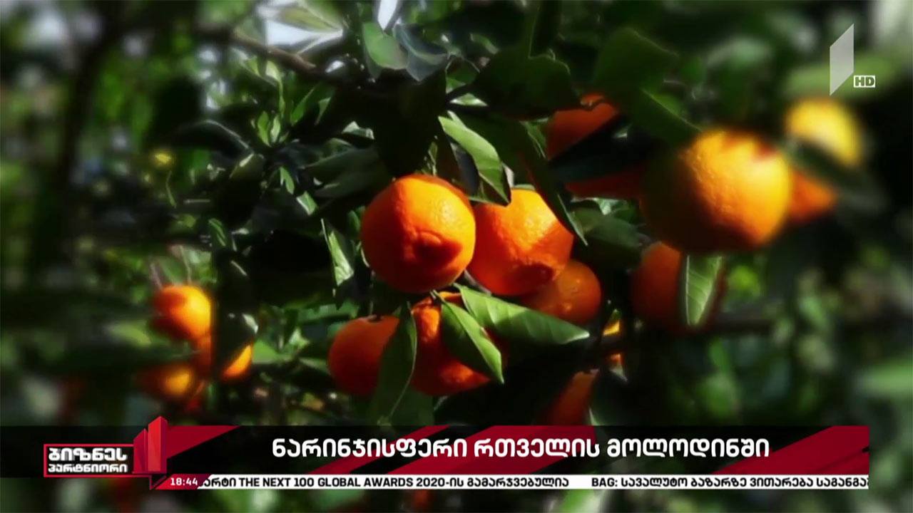 ციტრუსის რთველი იწყება