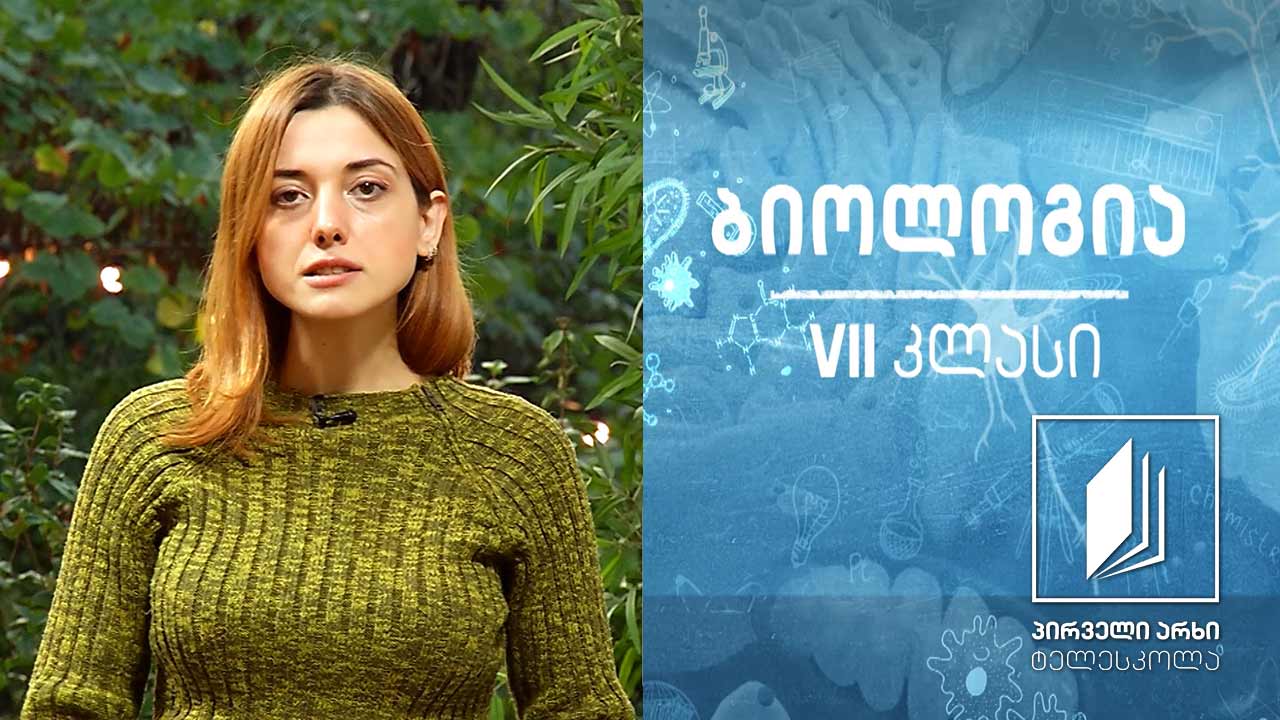 ბიოლოგია VII კლასი - სპოროვანი მცენარეები. ხავსები და გვიმრები. ხავსების მნიშვნელობა. მცენარის მნიშვნელობა, მცენარეთა ბიომრავალფეროვნება და მათი დაცვა #ტელესკოლა