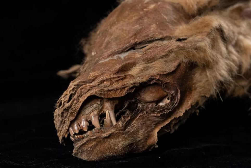 გაყინულ ნიადაგში აღმოჩენილი 57 000 წლის წინანდელი მგლის ლეკვის სხეული იდეალურად არის შემონახული — #1tvმეცნიერება