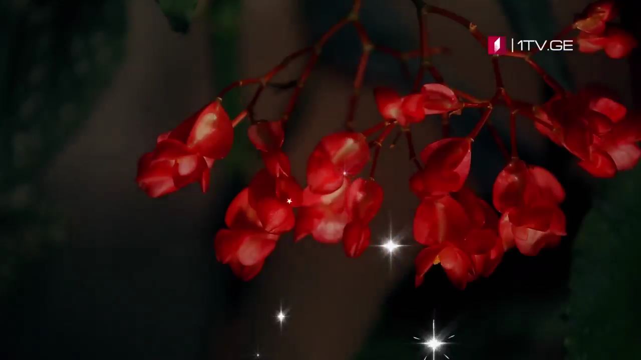 FERMA WEB HD 27.12.mp4_000023896