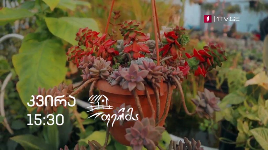 „ფერმა“ – 31 იანვარს, 15:30