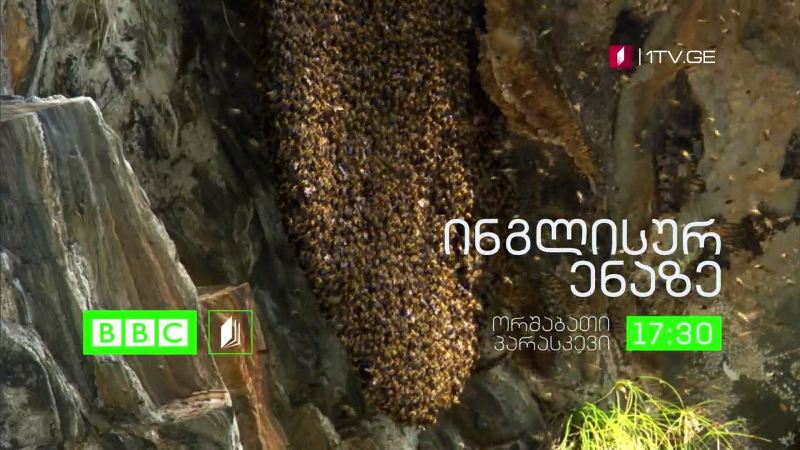 პირველი არხი | ტელესკოლა – „ბიბისის“ დოკუმენტური ფილმები ინგლისურ ენაზე – ორშაბათი-პარასკევი, 17:30