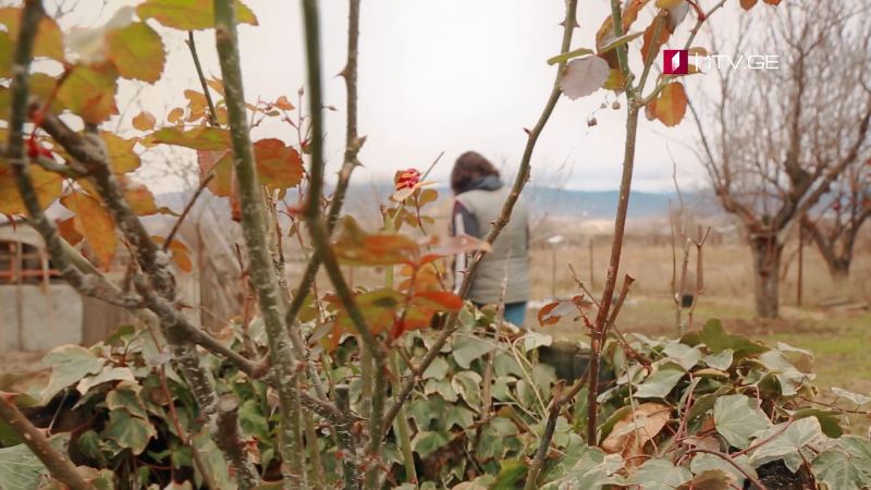 „ფერმა“ – 7 თებერვალს, 15:30