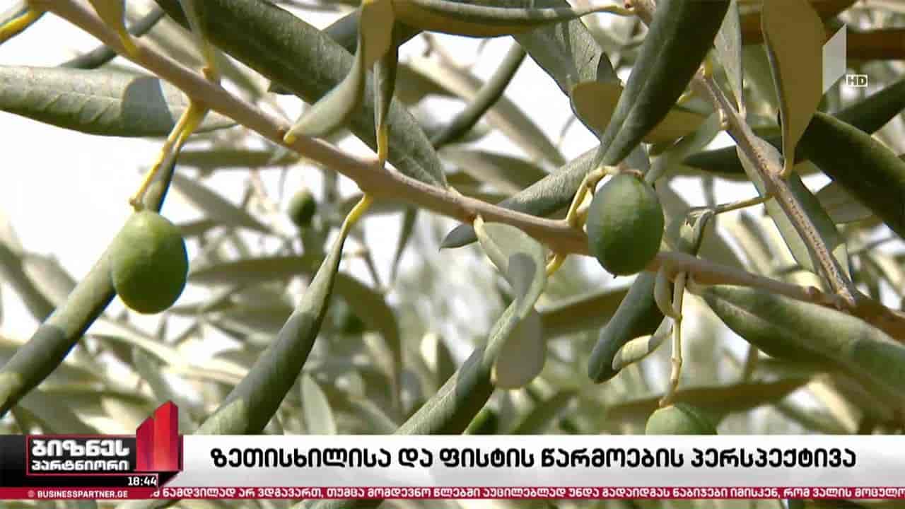 საქართველოში ზეთისხილისა და ფისტის პლანტაციების მოცულობა იზრდება