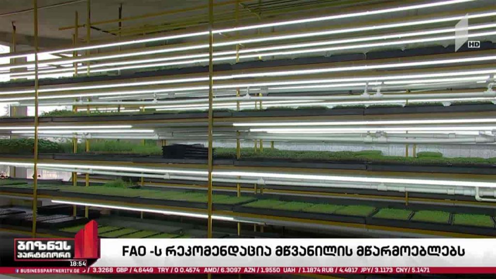 FAO მწვანილის მწარმოებლებს ბაზრების დივერსიფიკაციას ურჩევს