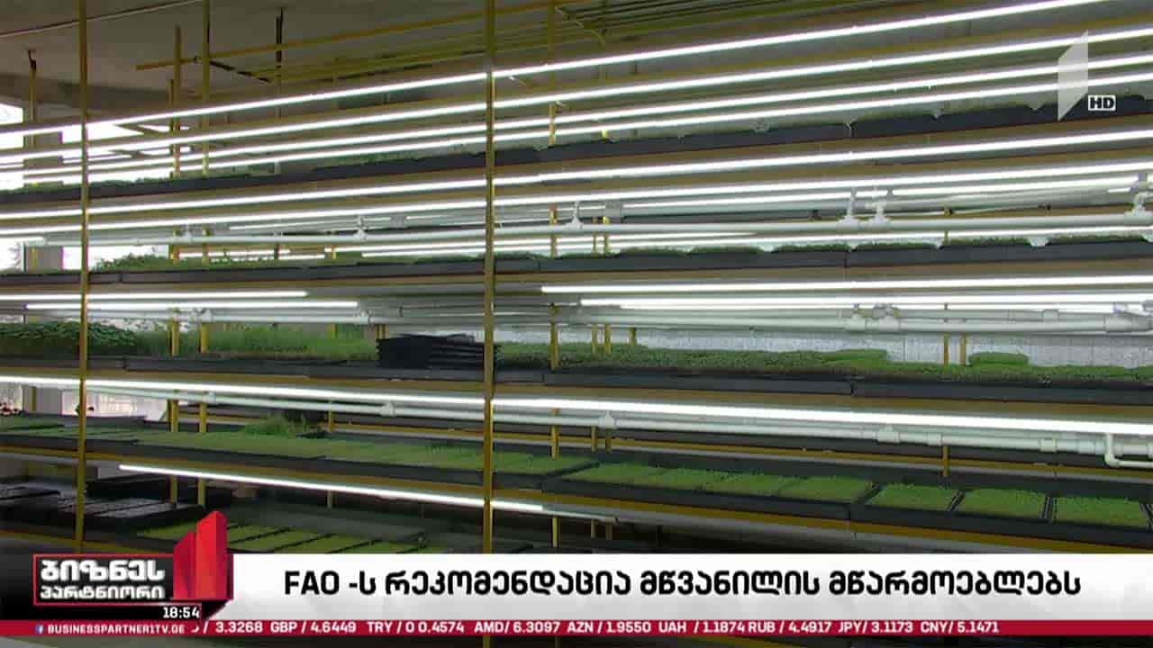 FAO მწვანილის მწარმოებლებს ბაზრების დივერსიფიკაციას ურჩევს