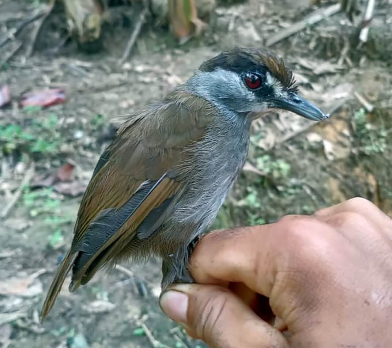კუნძულ ბორნეოზე აღმოაჩინეს ჩიტი, რომელიც გადაშენებული გვეგონა — #1tvმეცნიერება