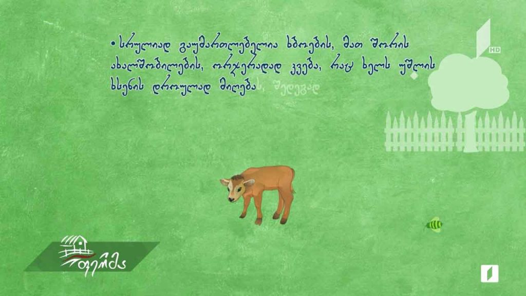 #რჩევები ჯანმრთელი ხბოს გამოზრდა