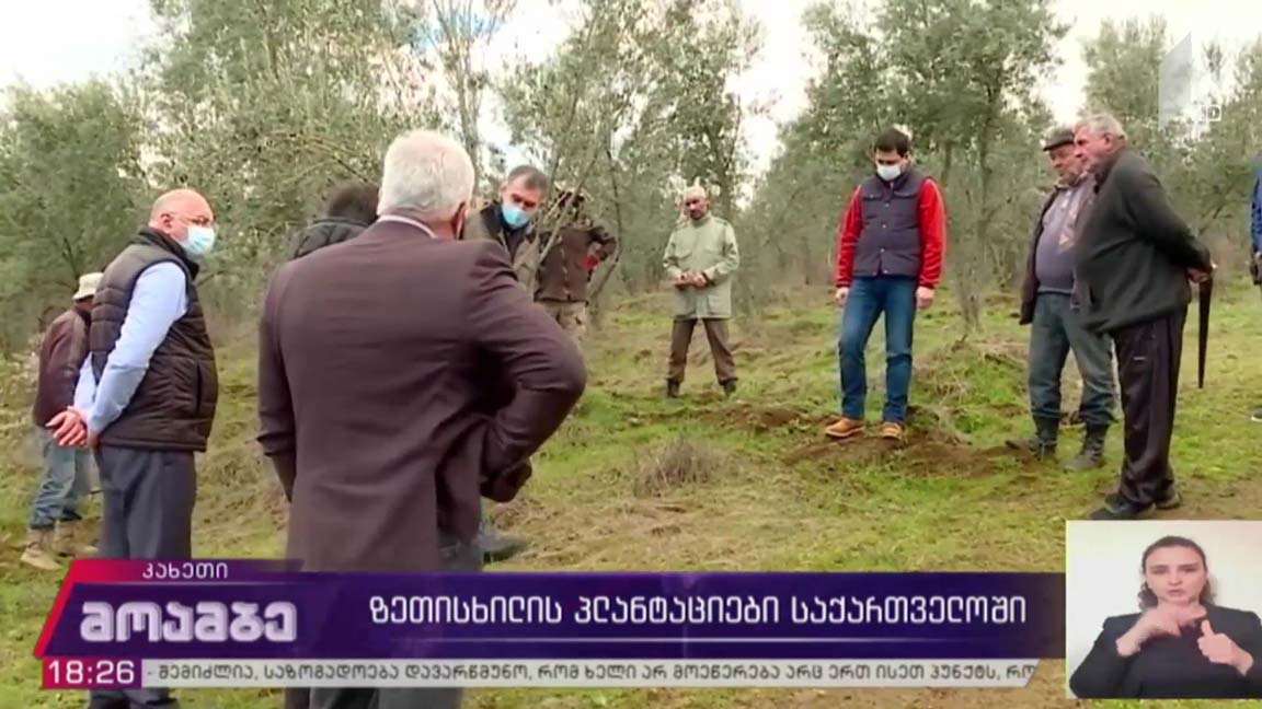 ზეთისხილის პლანტაციები საქართველოში