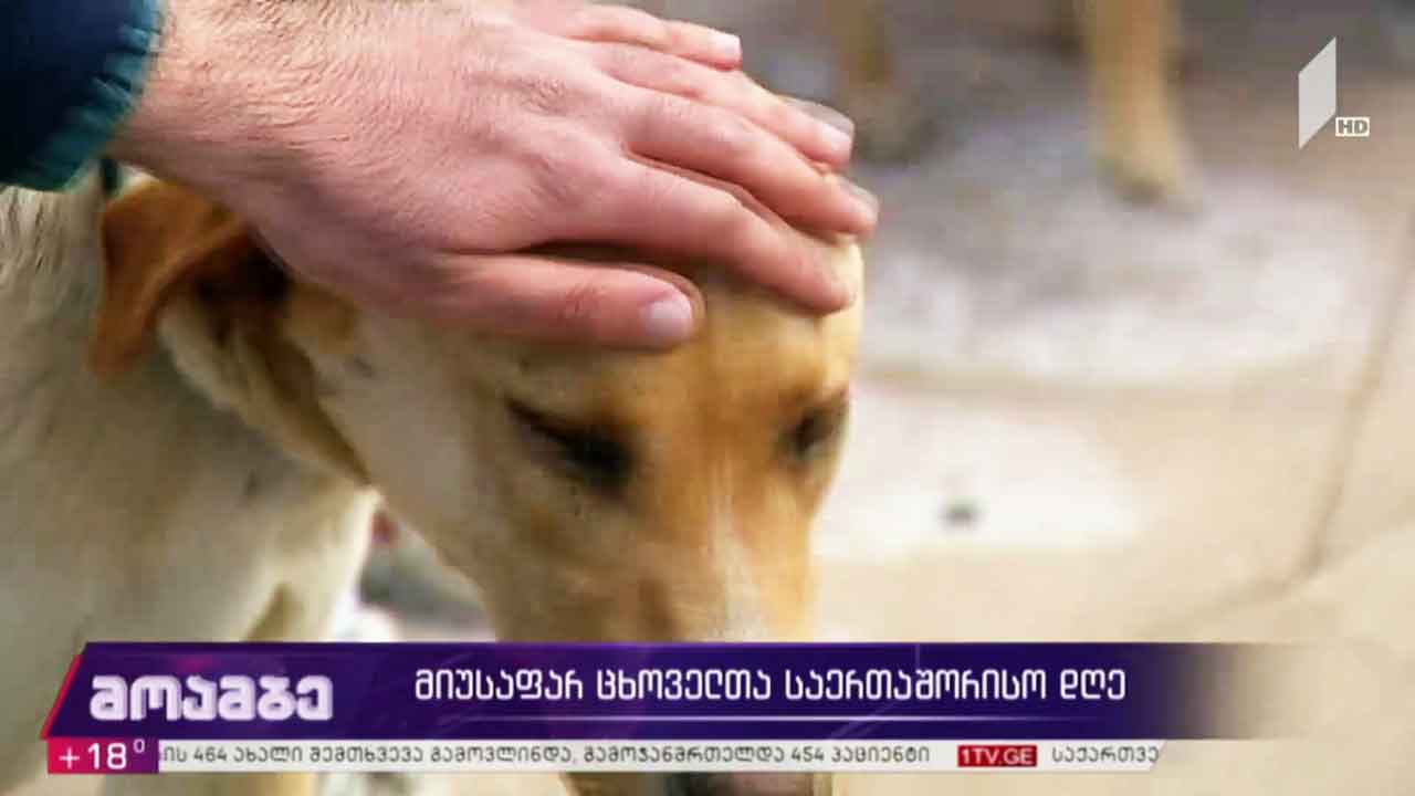 მიუსაფარ ცხოველთა საერთაშორისო დღე