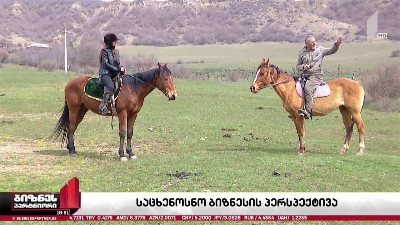 საცხენოსნო ბიზნესის პერსპექტივა საქართველოში