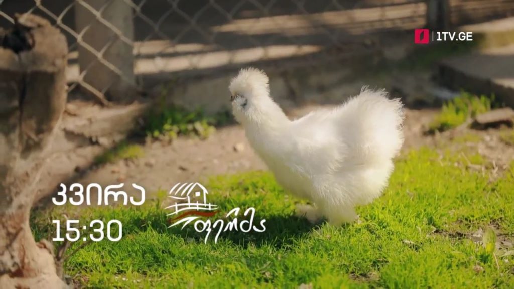 „ფერმა“ – 18 აპრილს, 15:30