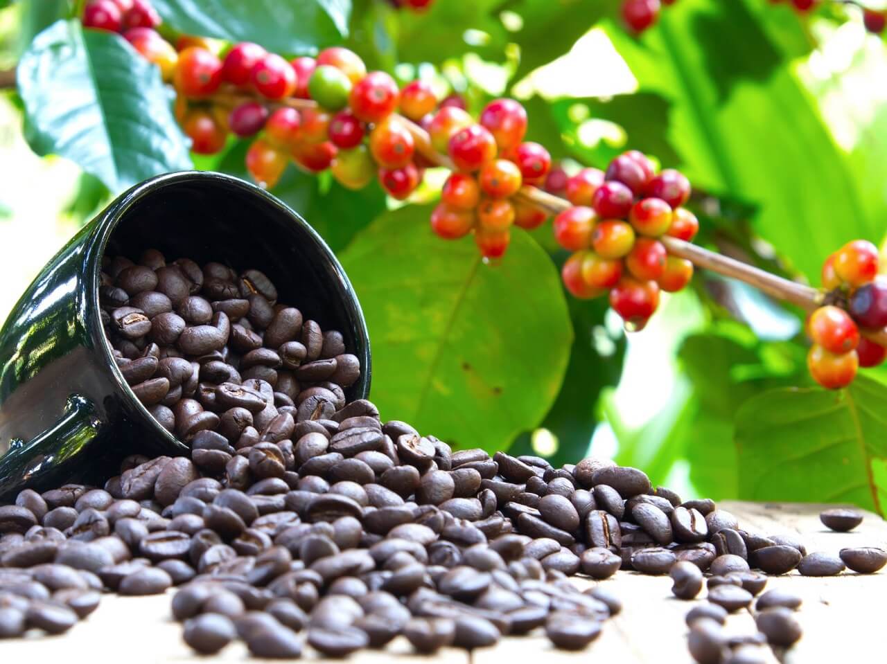 ხელახლა აღმოაჩინეს ყავის ველური, იშვიათი სახეობა, რომელმაც შეიძლება, ყავა გადაშენებისგან გადაარჩინოს — #1tvმეცნიერება