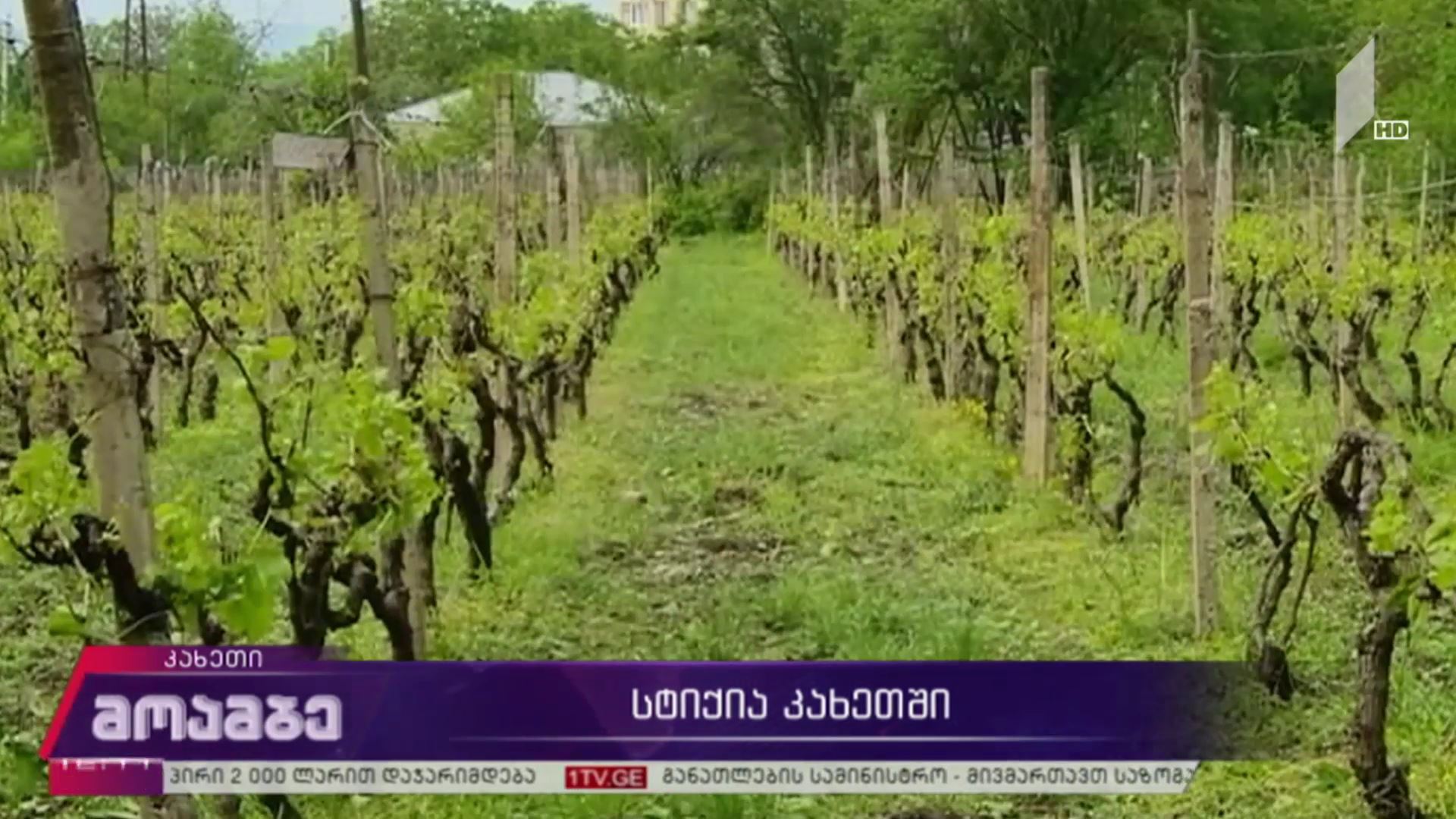სტიქია კახეთში